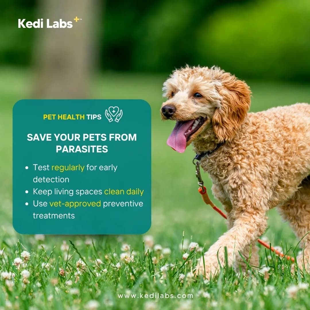 Pet health tips: protect against parasites